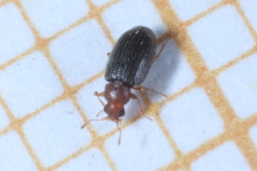 Réf. 248 727 : Melanophthalma fuscipennis